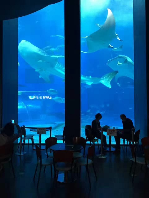 수족관보기 창의 주요 설계 지점은 무엇입니까?